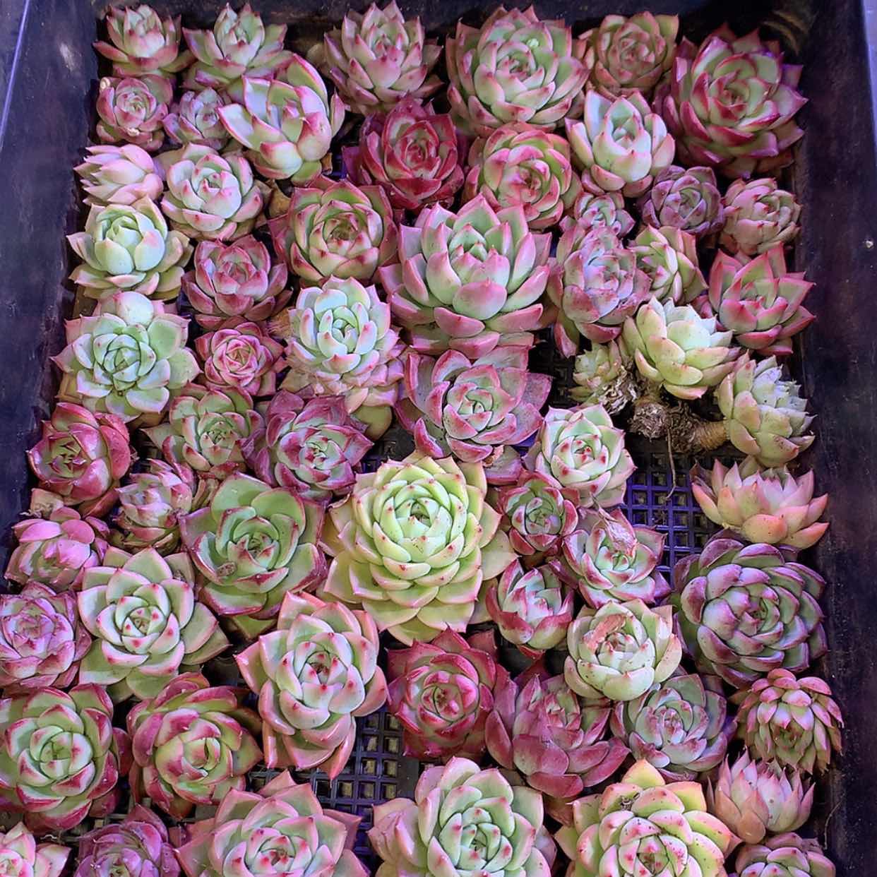 【闪购商品】云584号