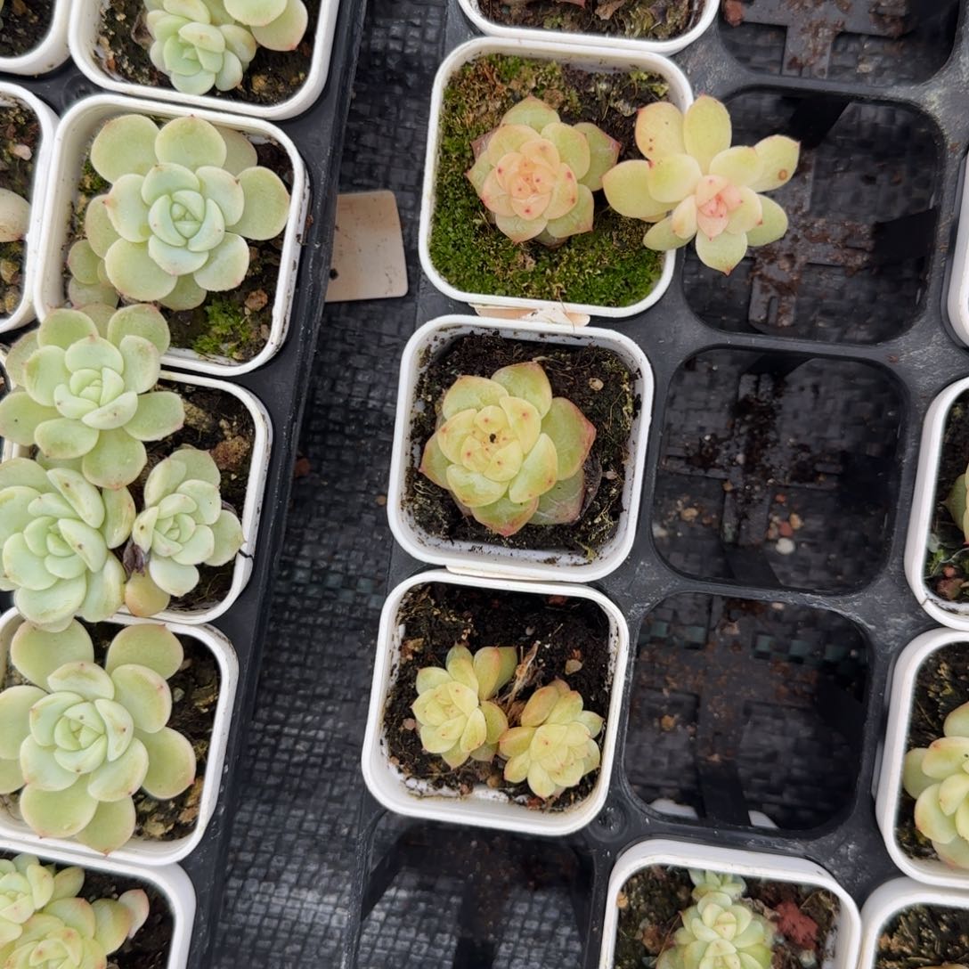 云间盆5床一个满25包邮