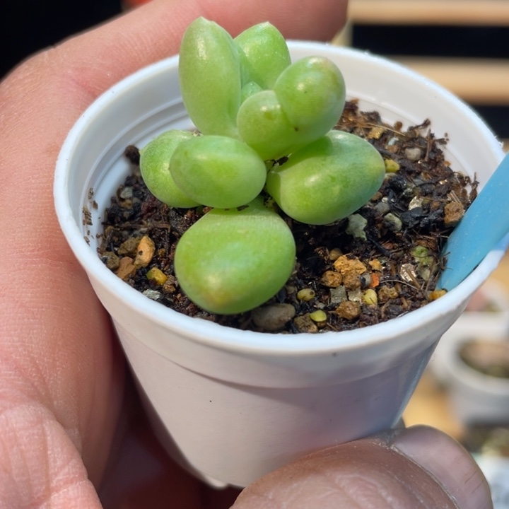 乌里韦亚612号的多肉啊啊