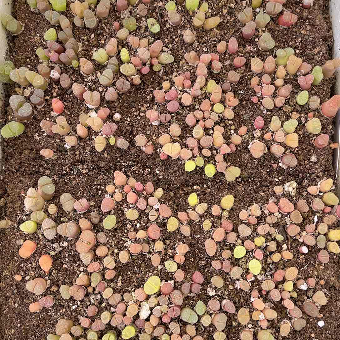 【闪购商品】高级风铃 带箱发货2