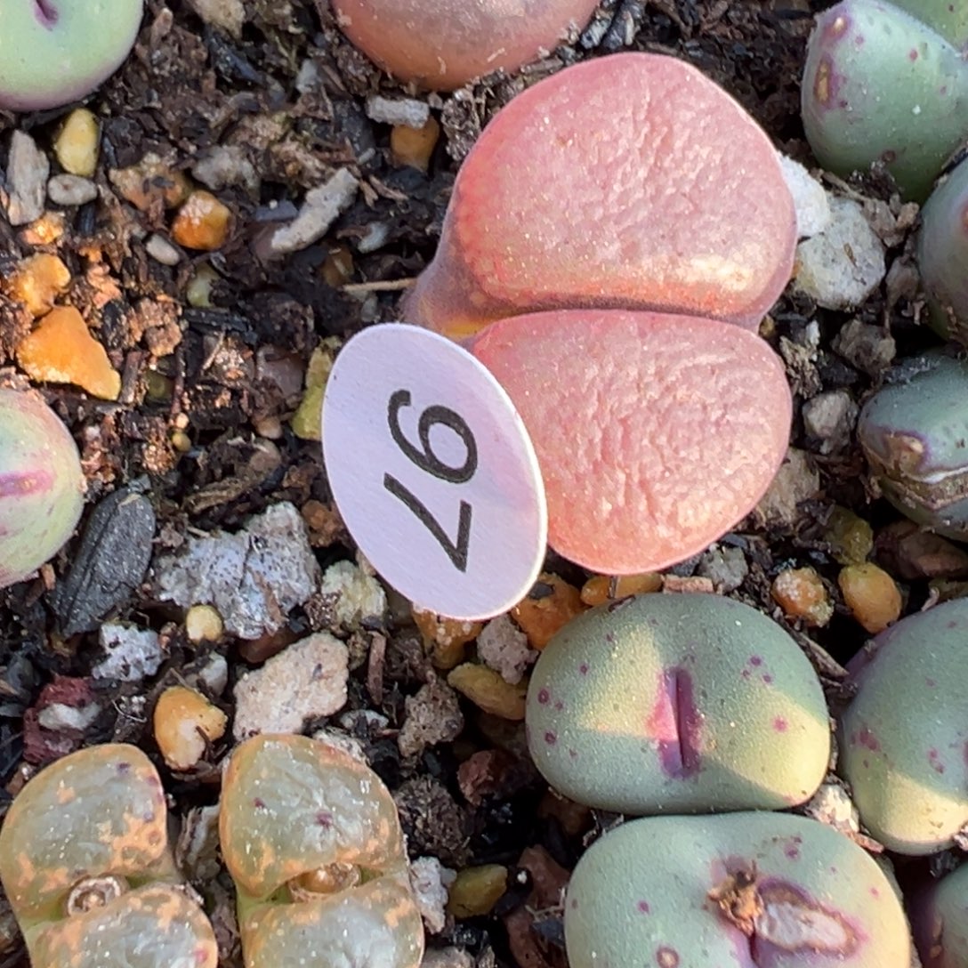 多肉植物1111111111111