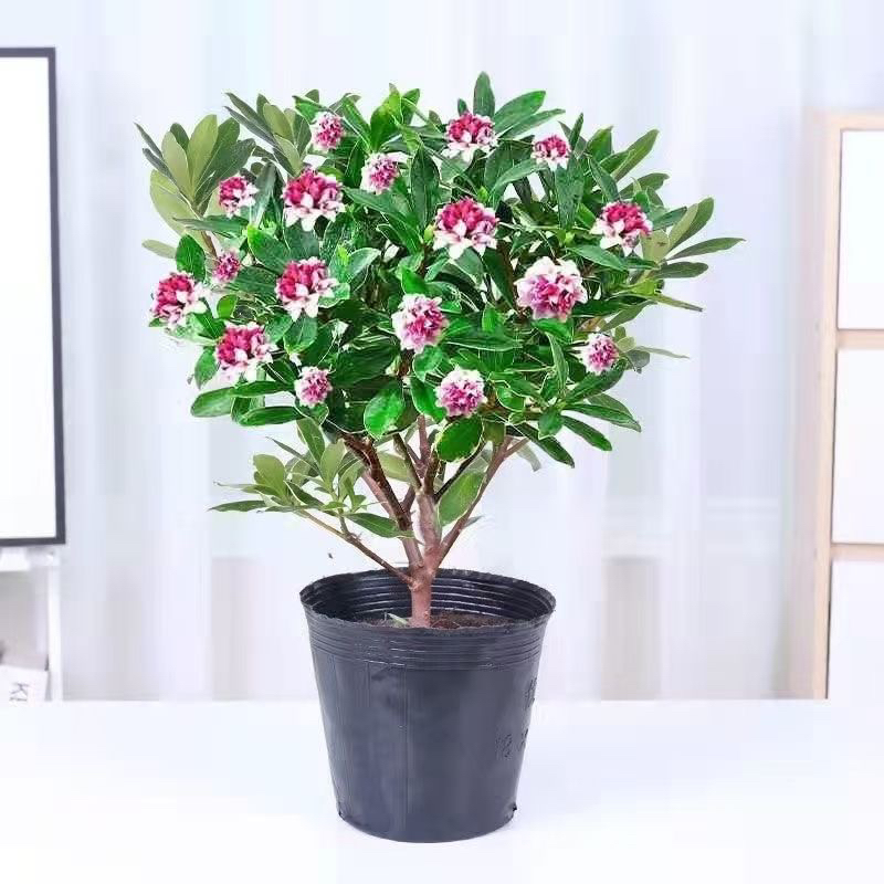 十九点九高度含盆三十左右金边瑞香浓香型带花苞耐寒室内花卉