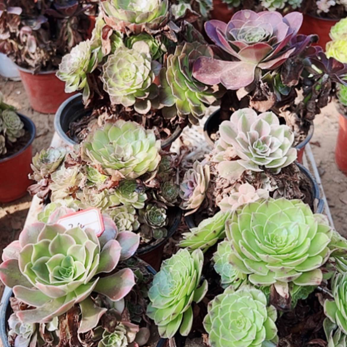 【闪购商品】无花朵诗**化34号套餐6颗断枝不包