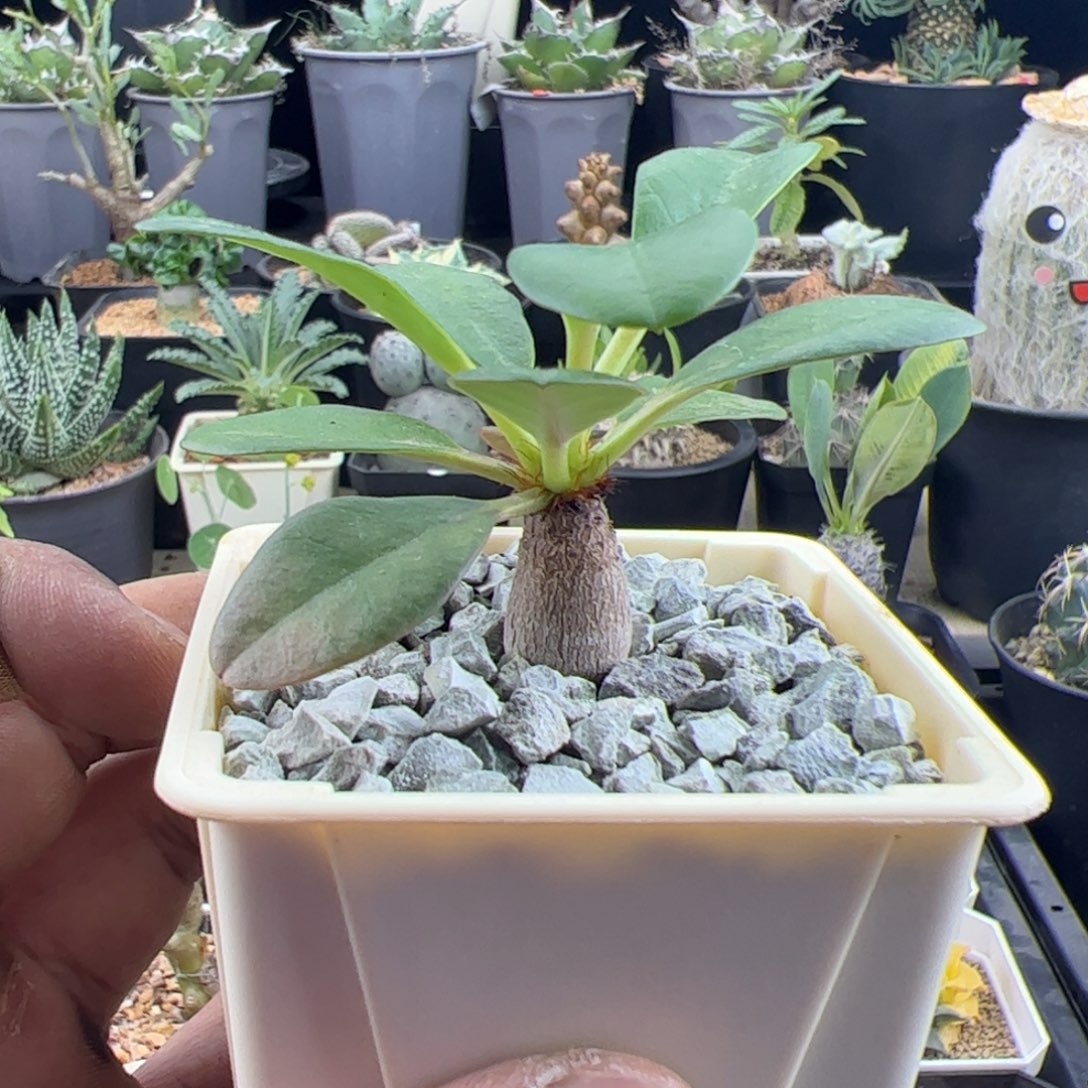 象鼻大戟实生一物一拍带盆发