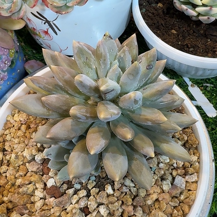 哥特萝莉群社给哥哥姐姐做福利