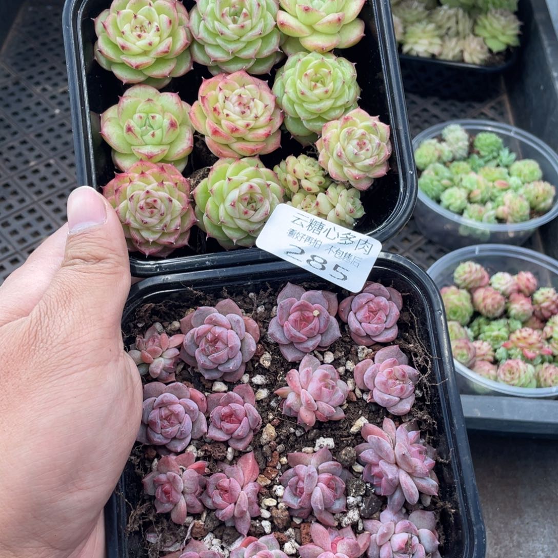 云糖心多肉植物285