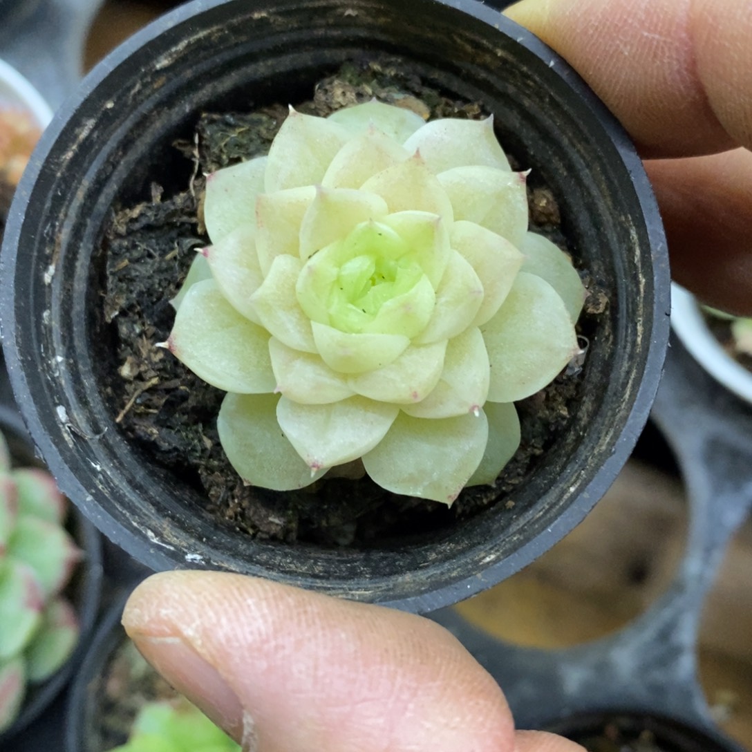 精品多肉一物一拍不包整156