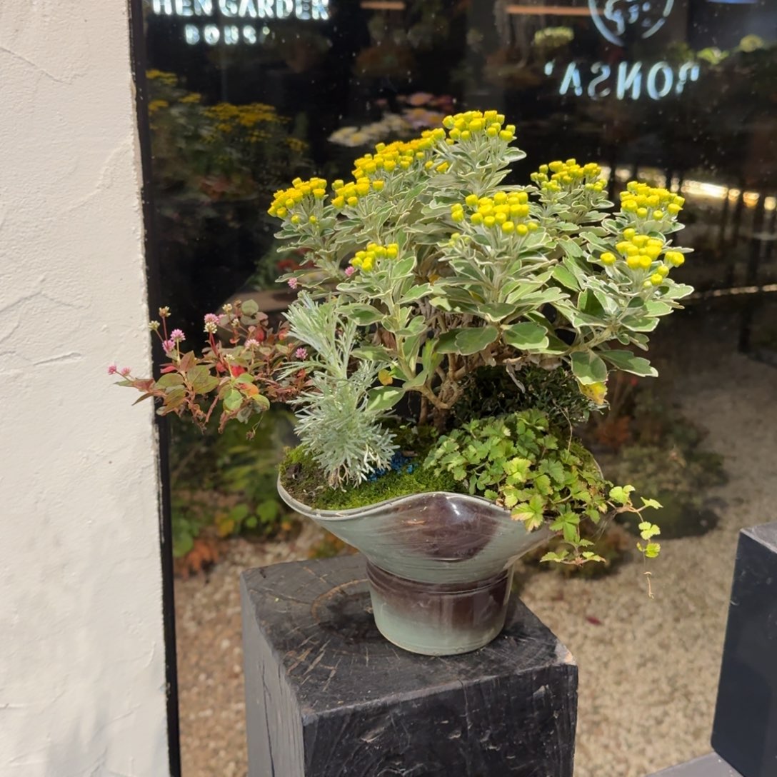 全部花朵山野草陶盆