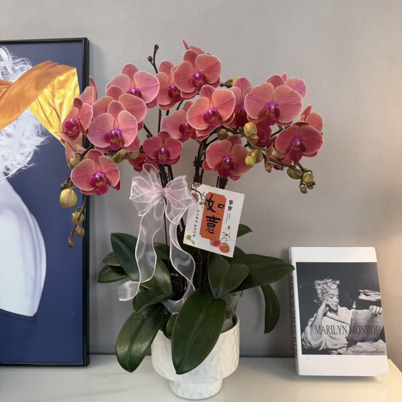 蝴蝶兰【小橘灯】稀缺欧品三文鱼橘红 绿植盆栽 室内观赏 基地直发