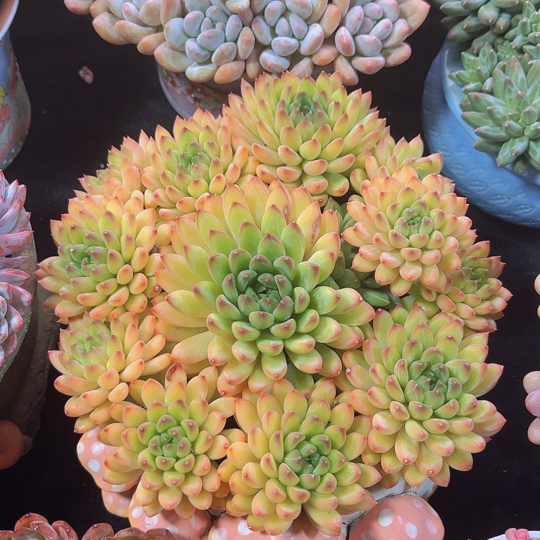 甲骨文多肉植物多肉