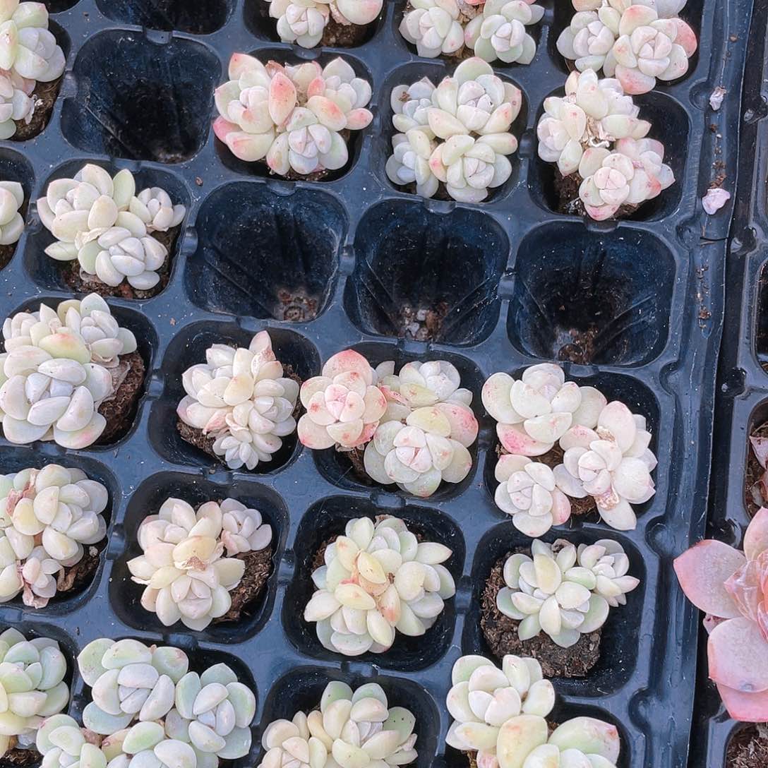 白体冰4头不包整穴一个满25包邮