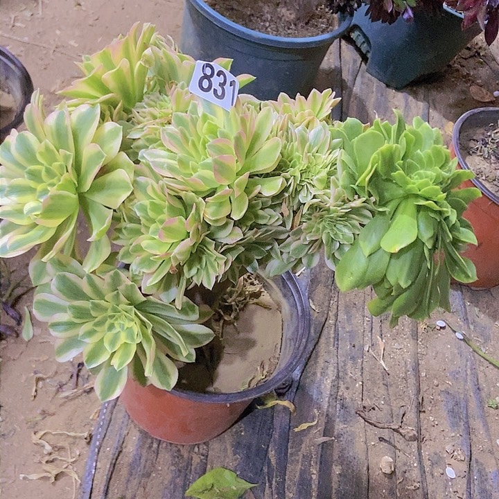 831颜宁老庄缀化老板子法师