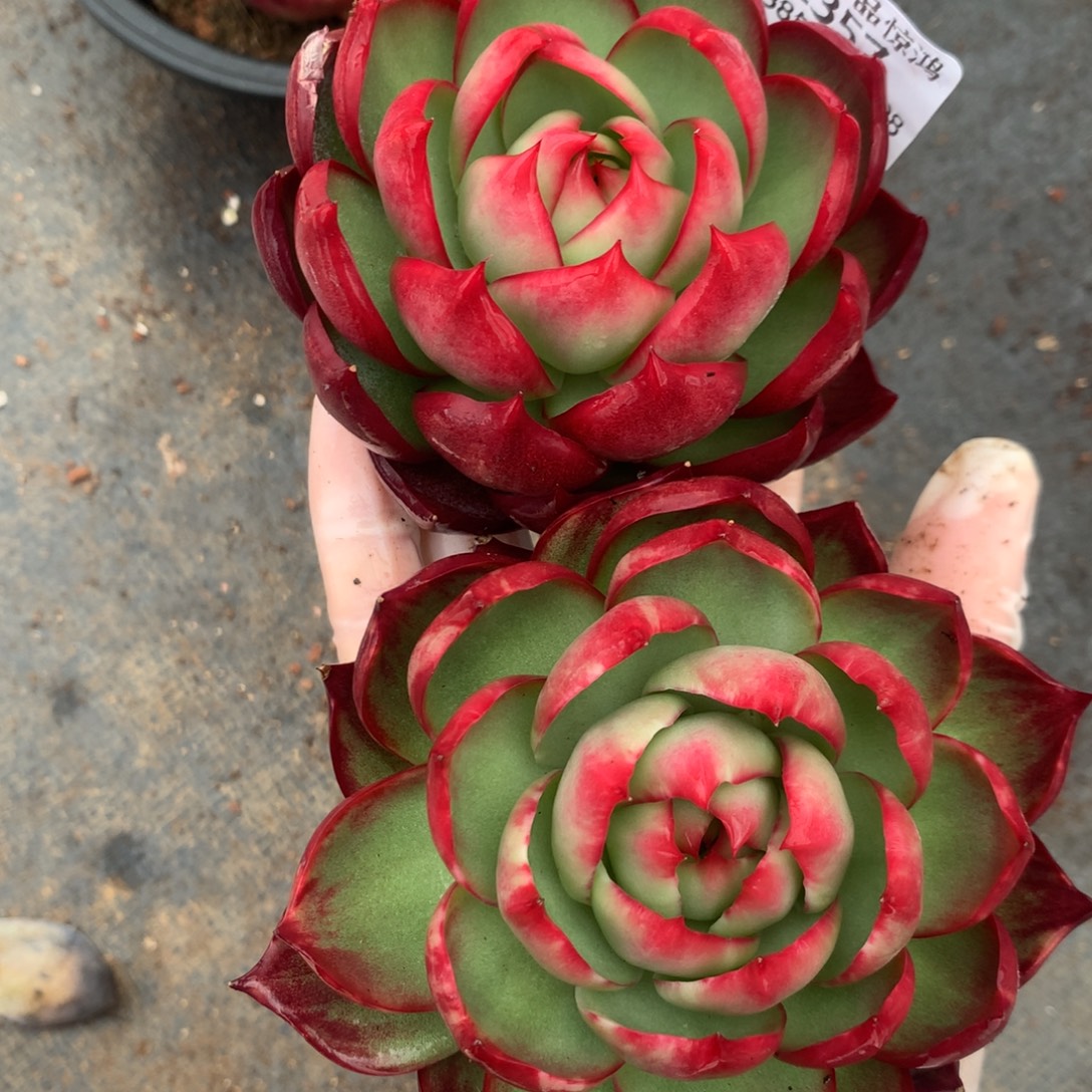 2357号多肉植物厘米，9厘米起叶片有伤