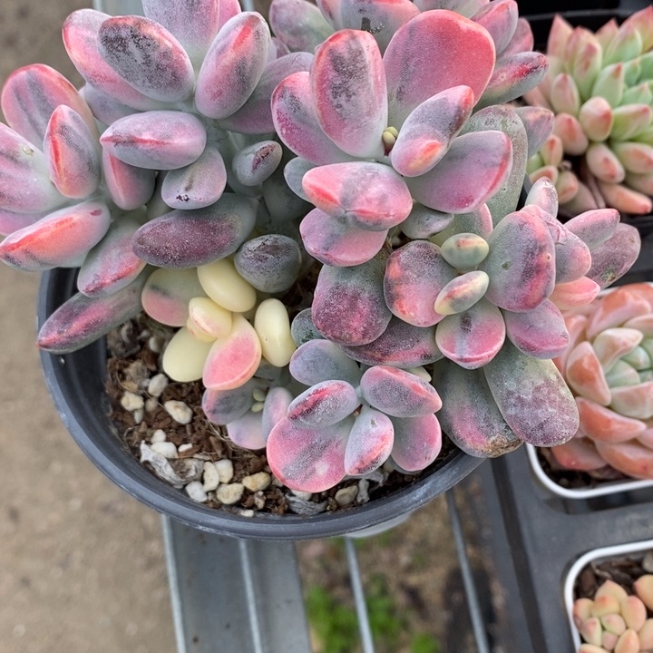 全部花苞B****牌乒乓福娘锦0001