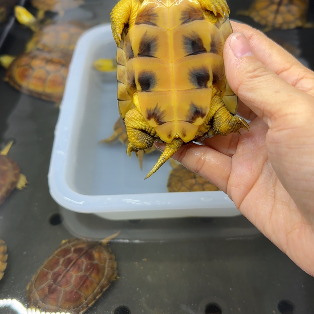 柒***柒公母搭配宠物龟背甲8