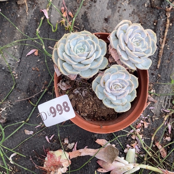 猫***驴998蓝色惊喜多肉植物多肉