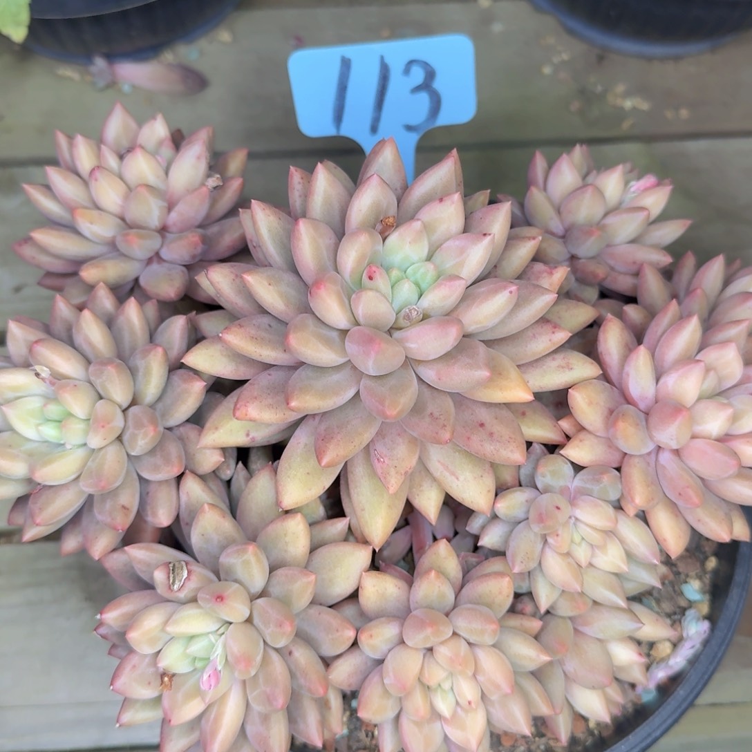 多肉植物的生长发育和生长发育都