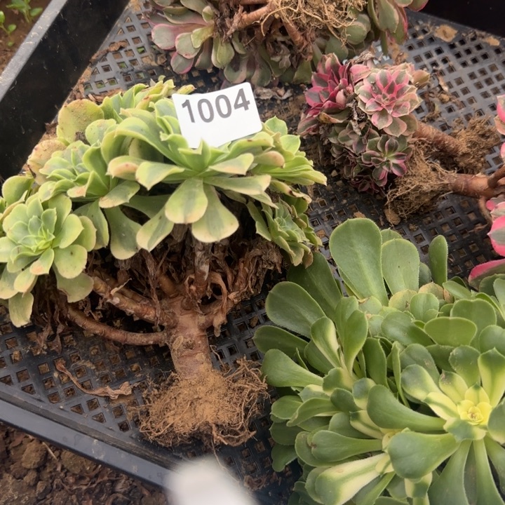 1004 清棚处理不包断枝