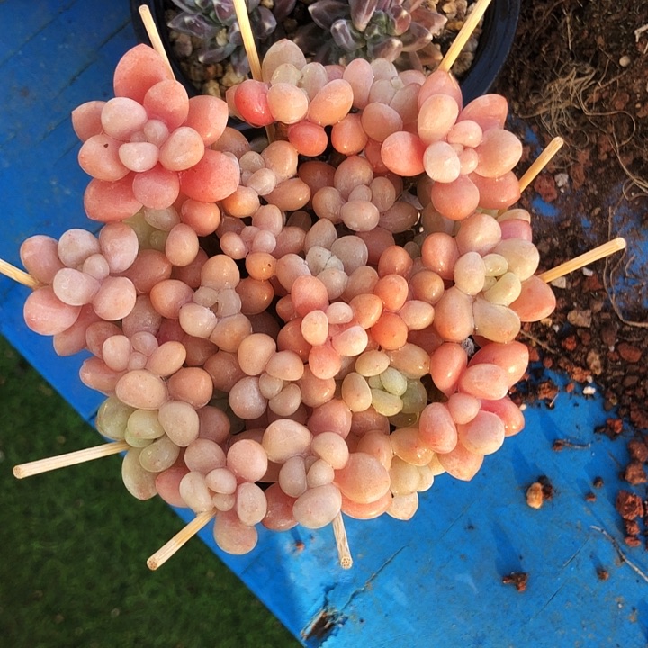 平头鱼子酱多肉植物