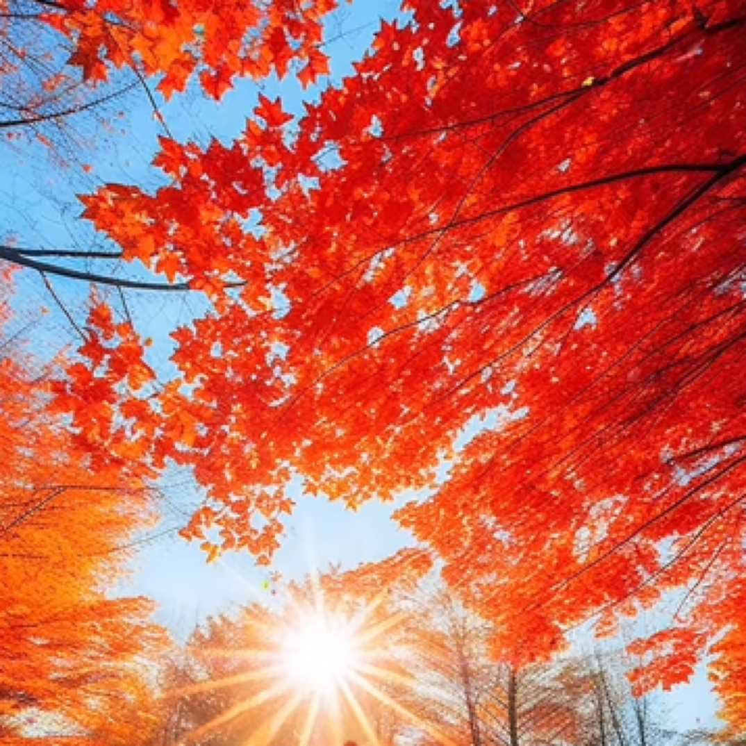 红枫 黄金枫一物一拍