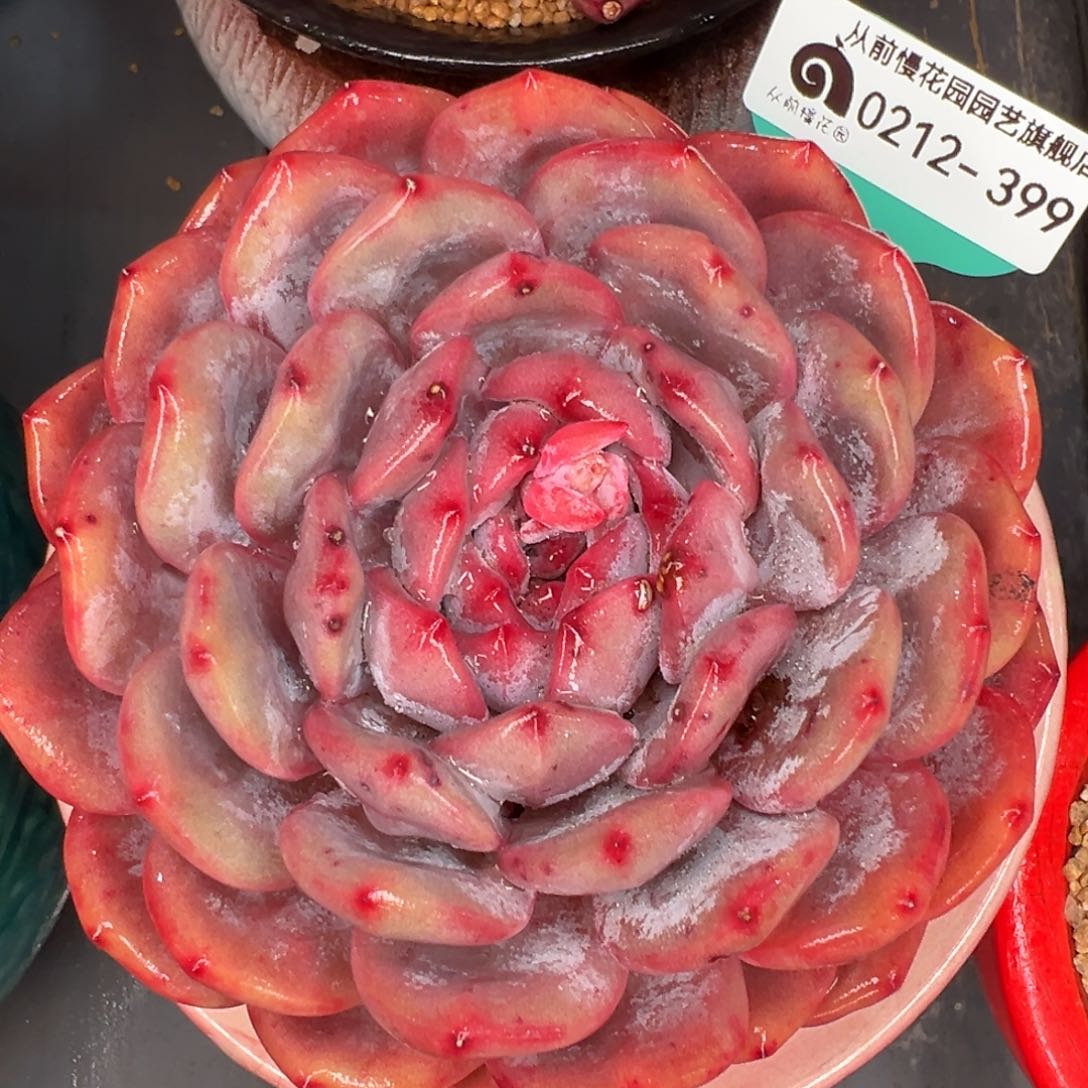 从前慢多肉精选编号0212.399