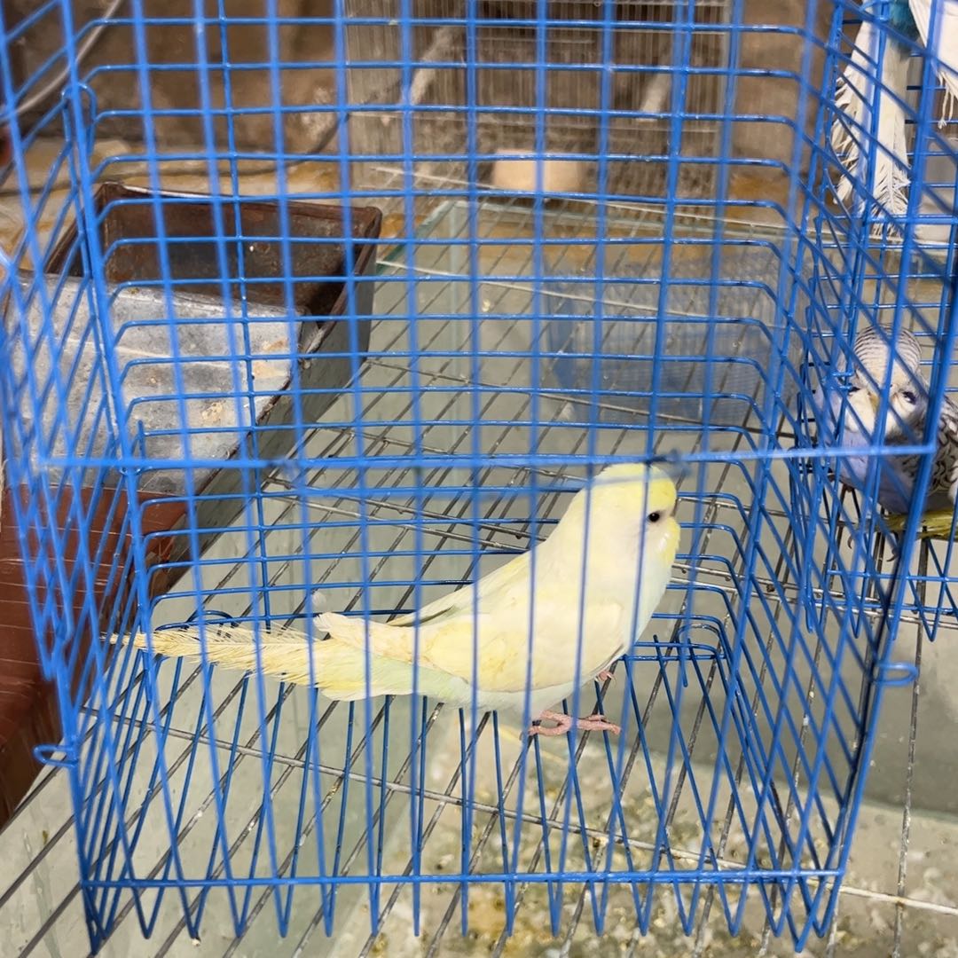 虎皮鹦鹉特色金彩虎皮鹦鹉