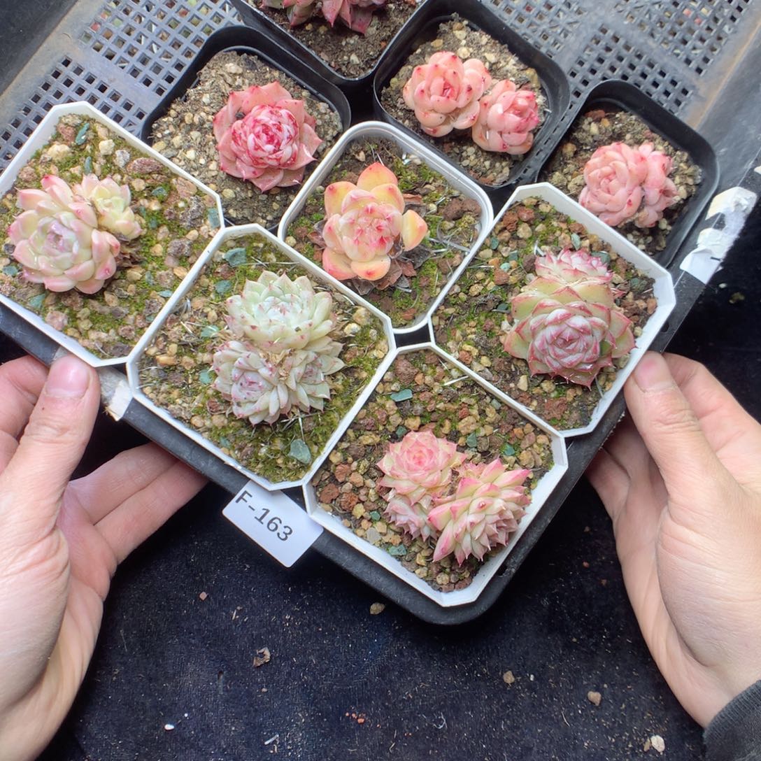 无花朵F163 yyyyyyyyy