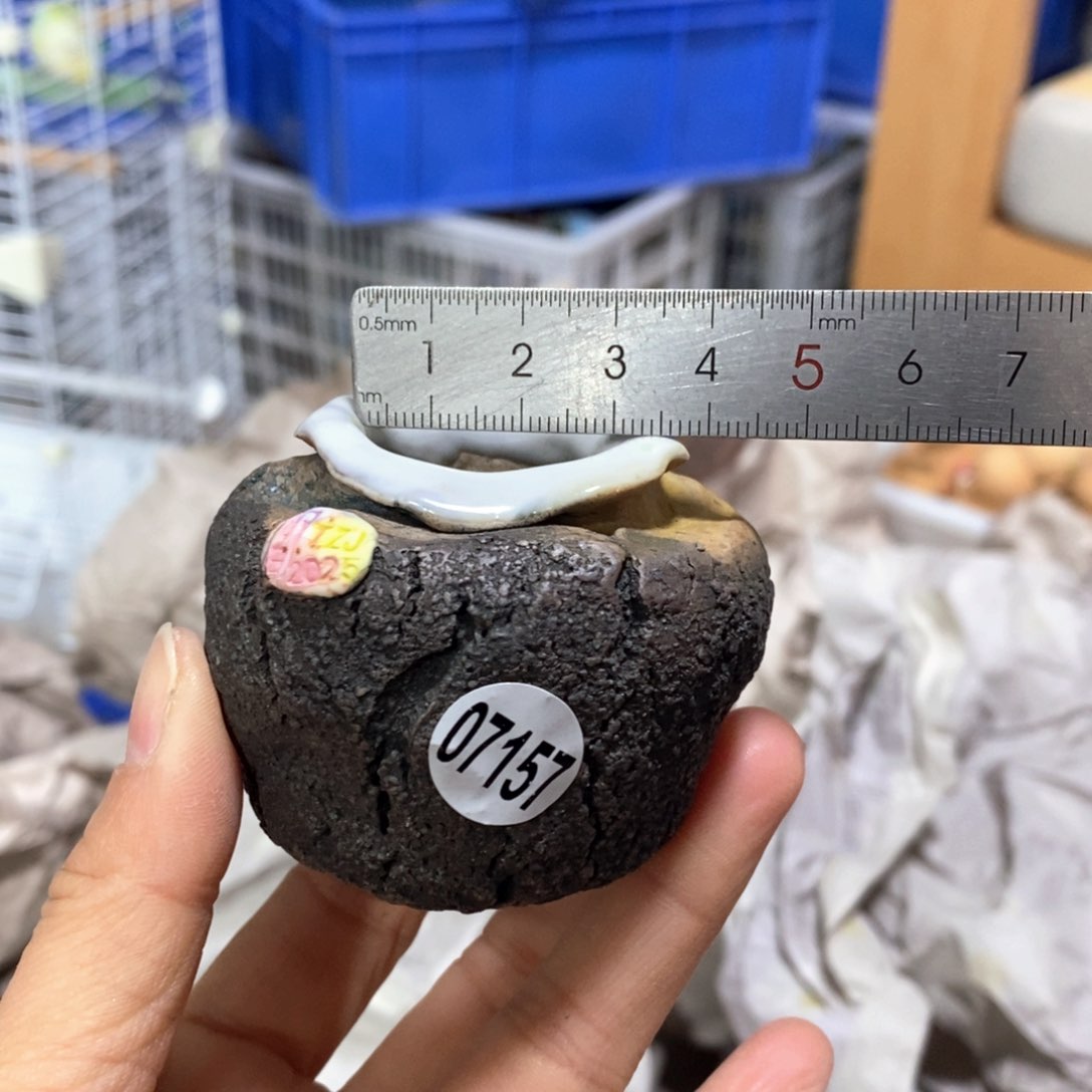 花盆拍3送一个小礼物