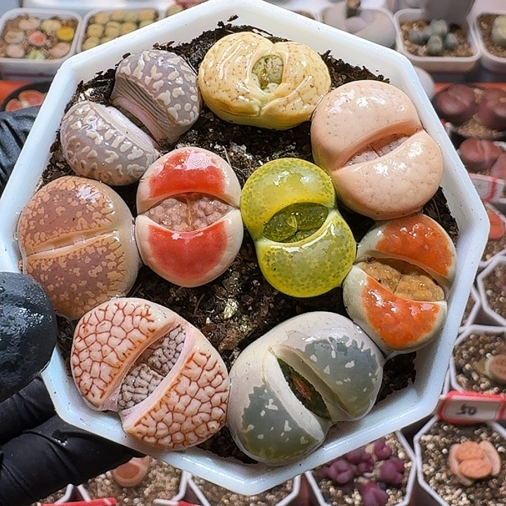 般*生石花1111111。  127