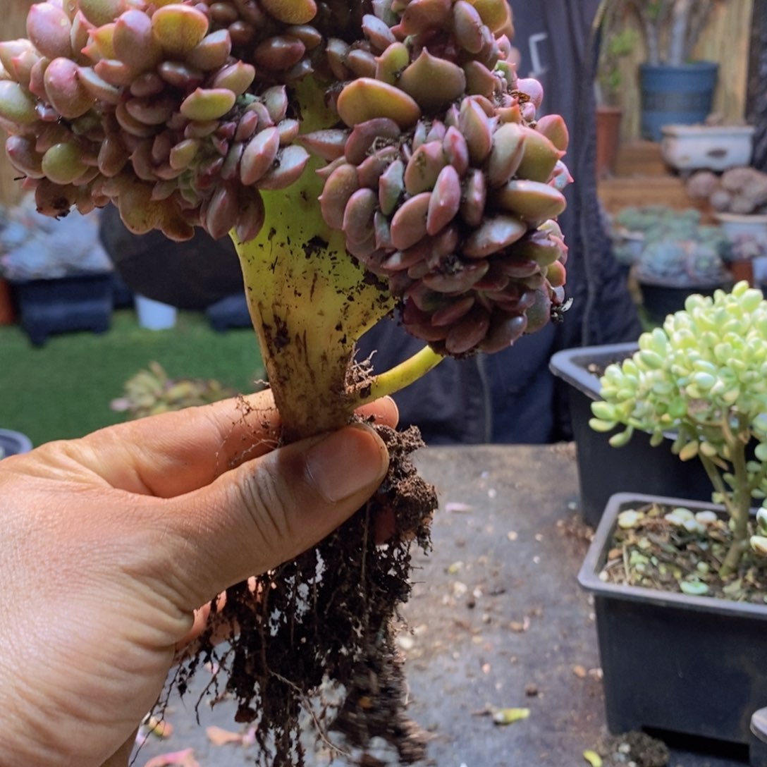 丢**四62号大红袍缀多肉