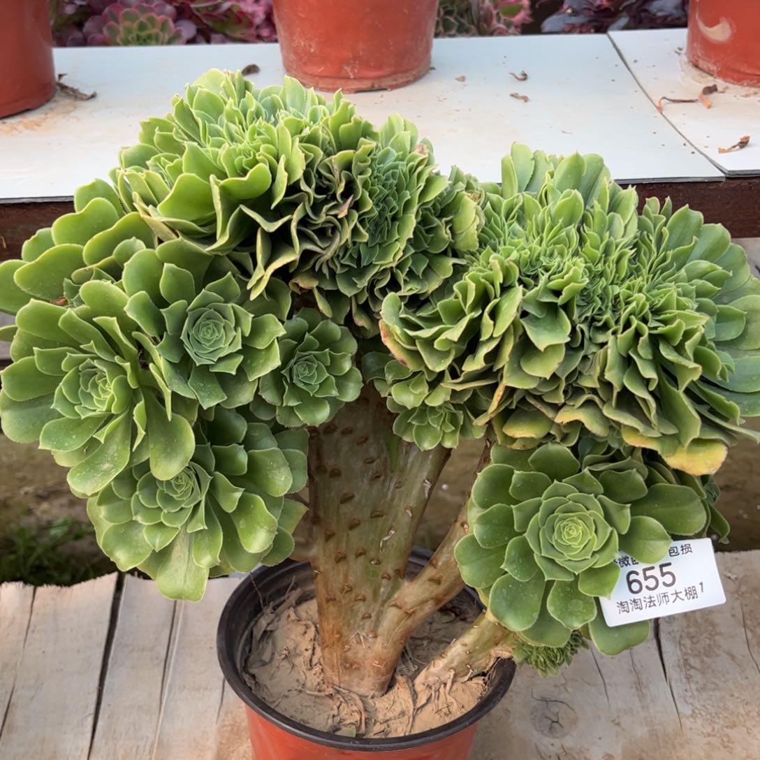 655绿羊绒缀化多肉植物法师