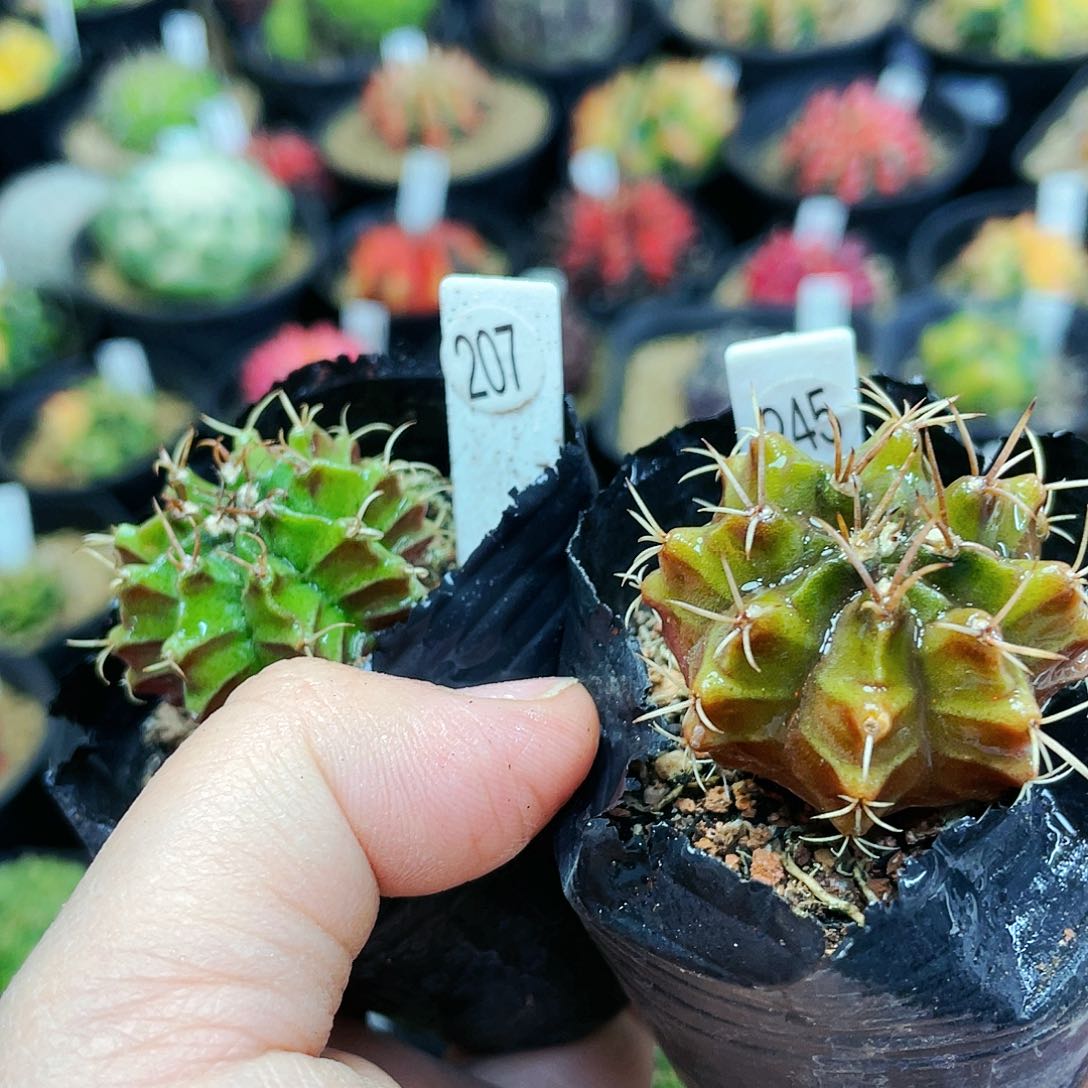 非偏远地区满25裸根发货仙人球