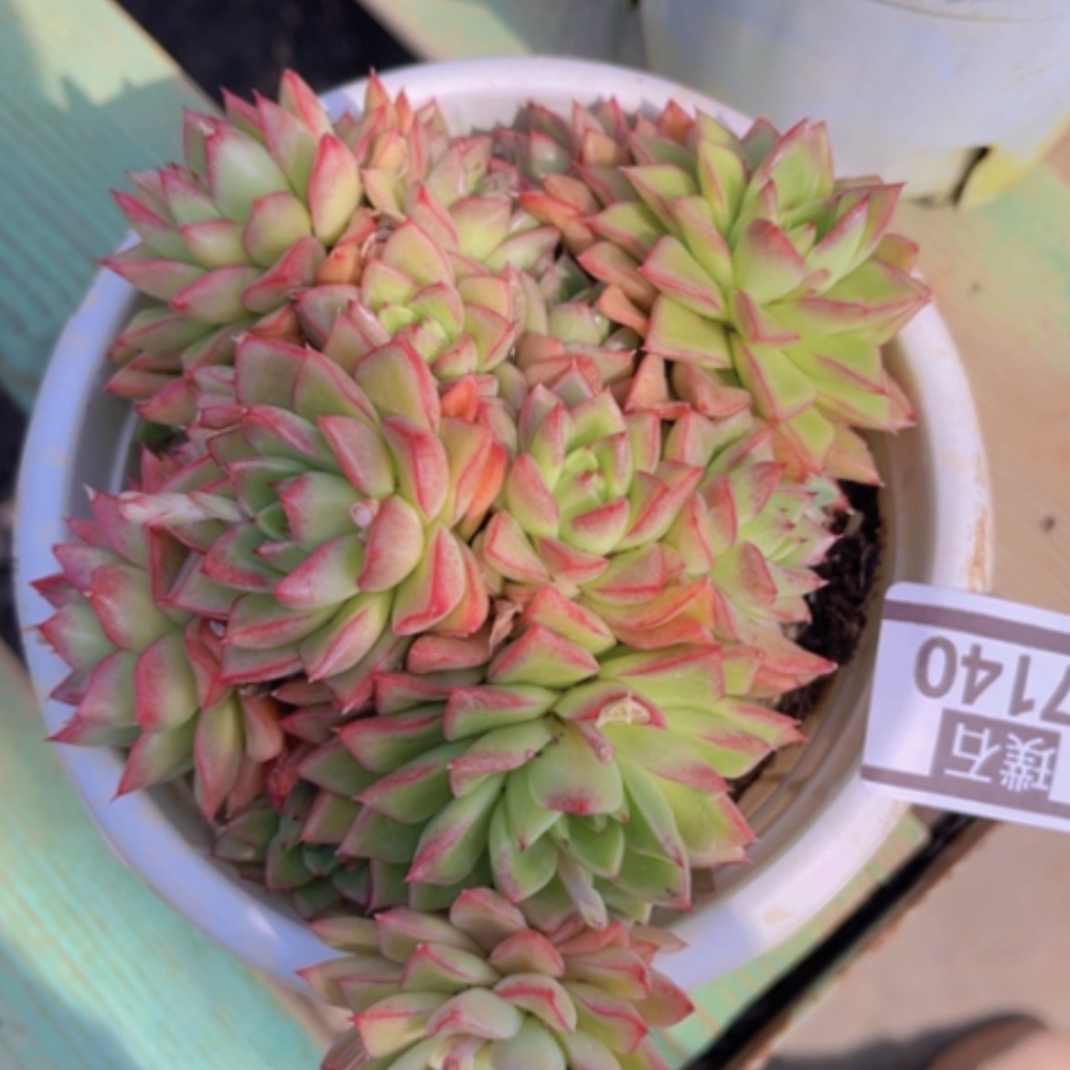 【闪购商品】梦幻女王17140