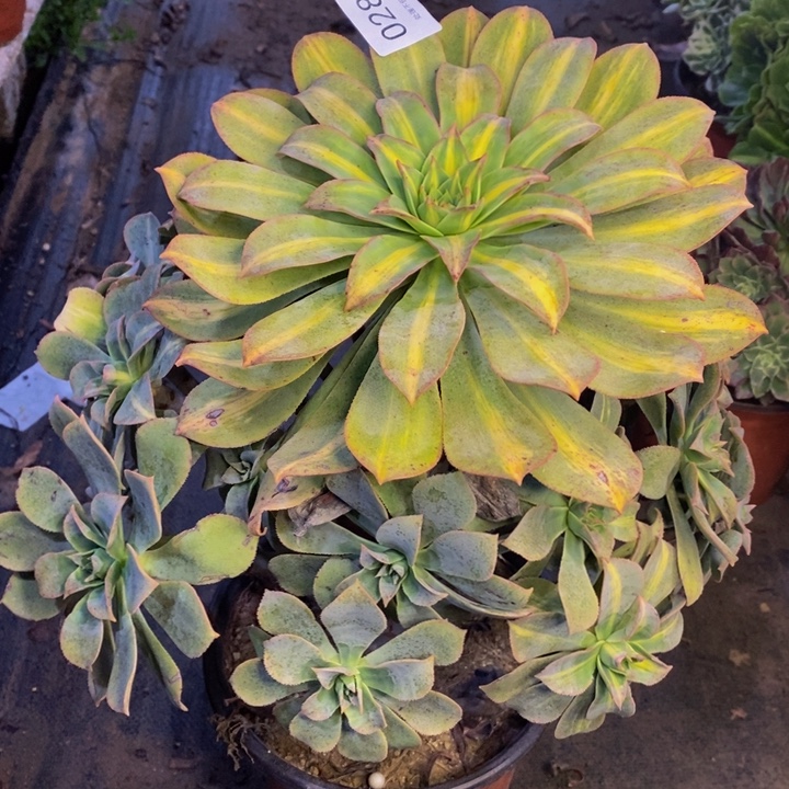 黄中斑多肉断头不包0287