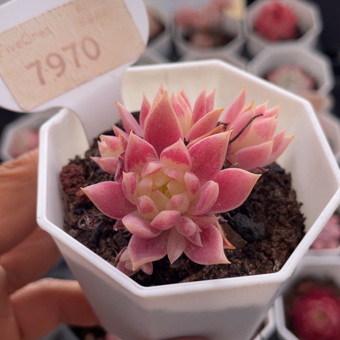 粉蔓莲7970-5.0厘米