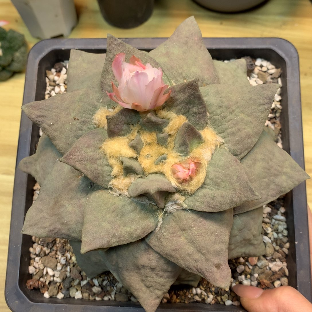         26号 自根 紫肌牛舌岩牡丹16.5公分