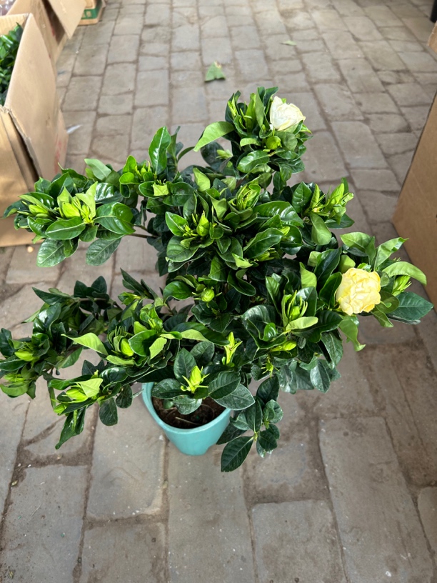 棒棒糖栀子花盆栽