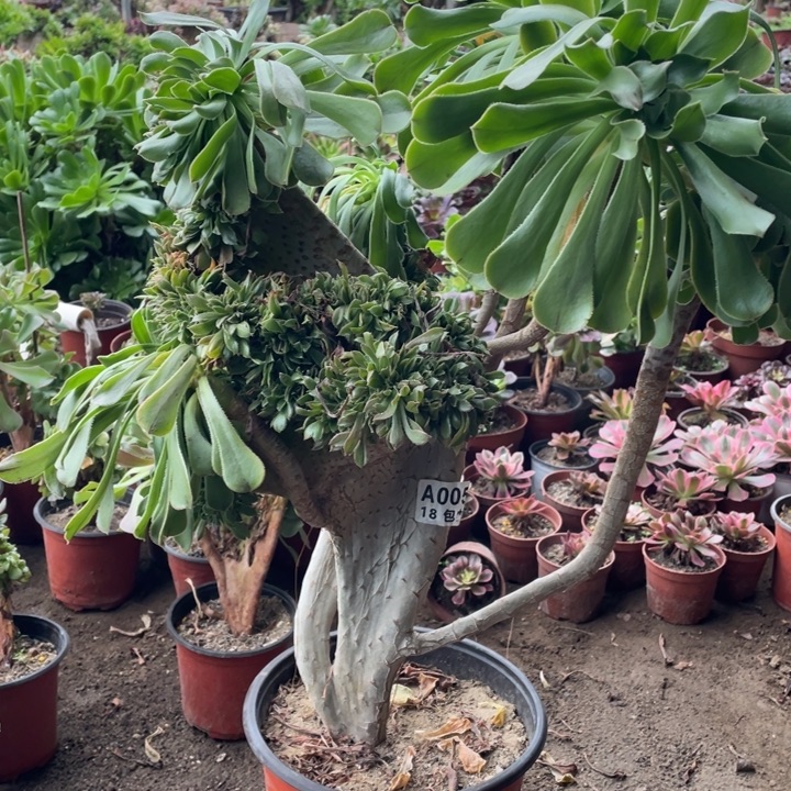 原始绿缀法师多肉植物