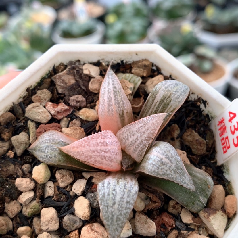 【闪购商品】435青蟹