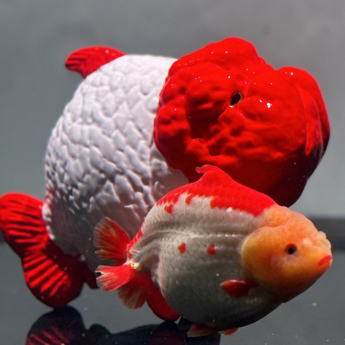 精品兰寿泰狮玛丽观赏鱼（顺丰到付‼️）