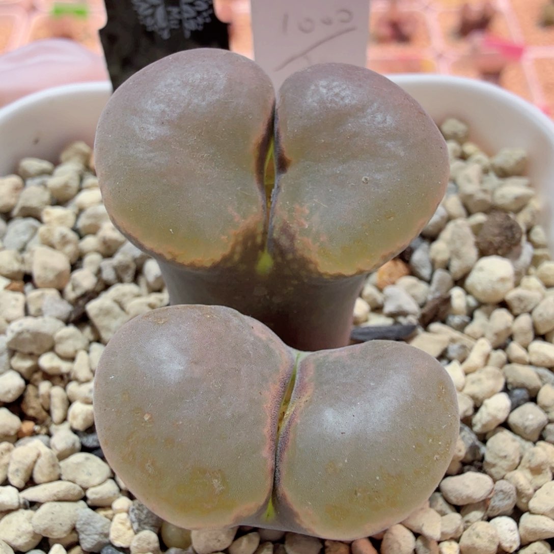 原始母本粉C10 白花 12-24-L12