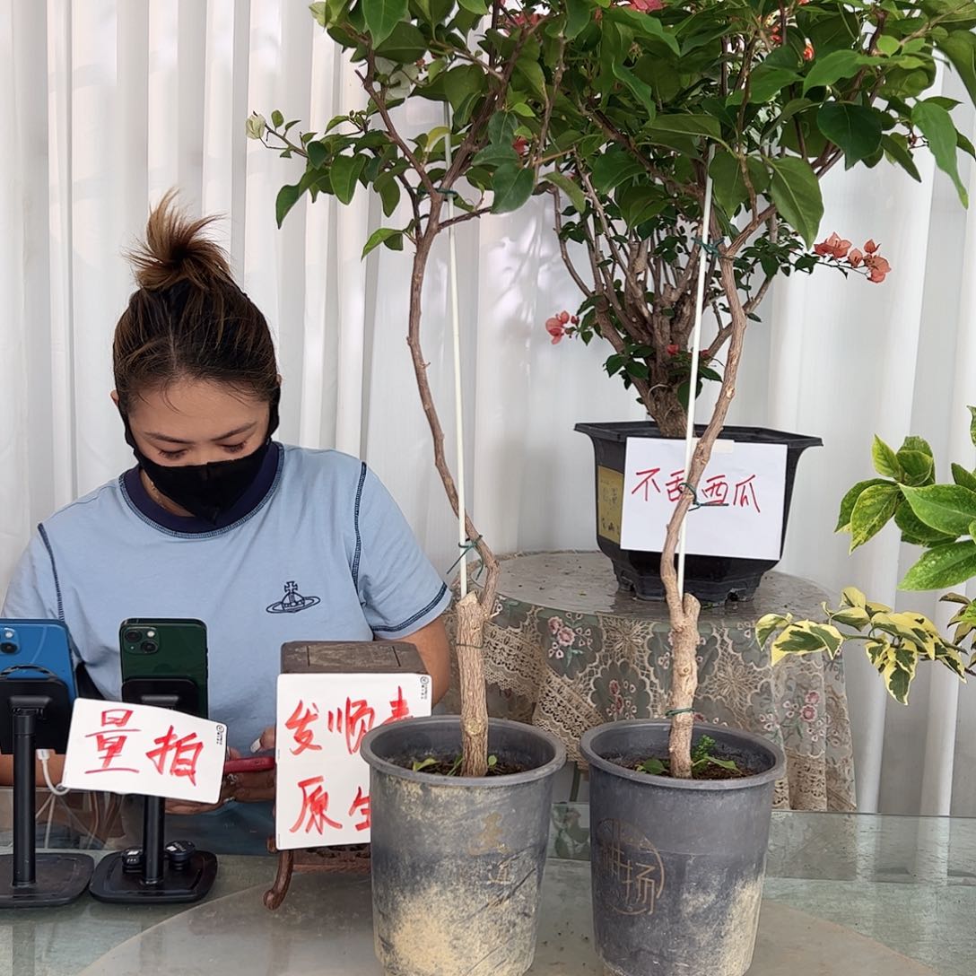 当前无花栽培后可以开花绿樱棒棒糖一颗