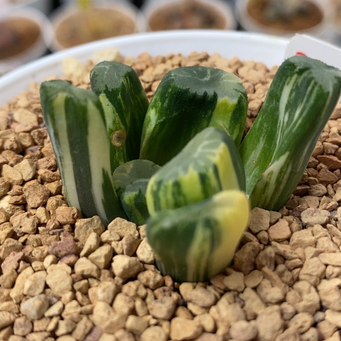 228霸王万象锦一物一拍