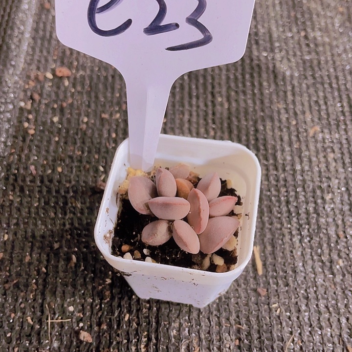 精品e23红蛋多肉植物