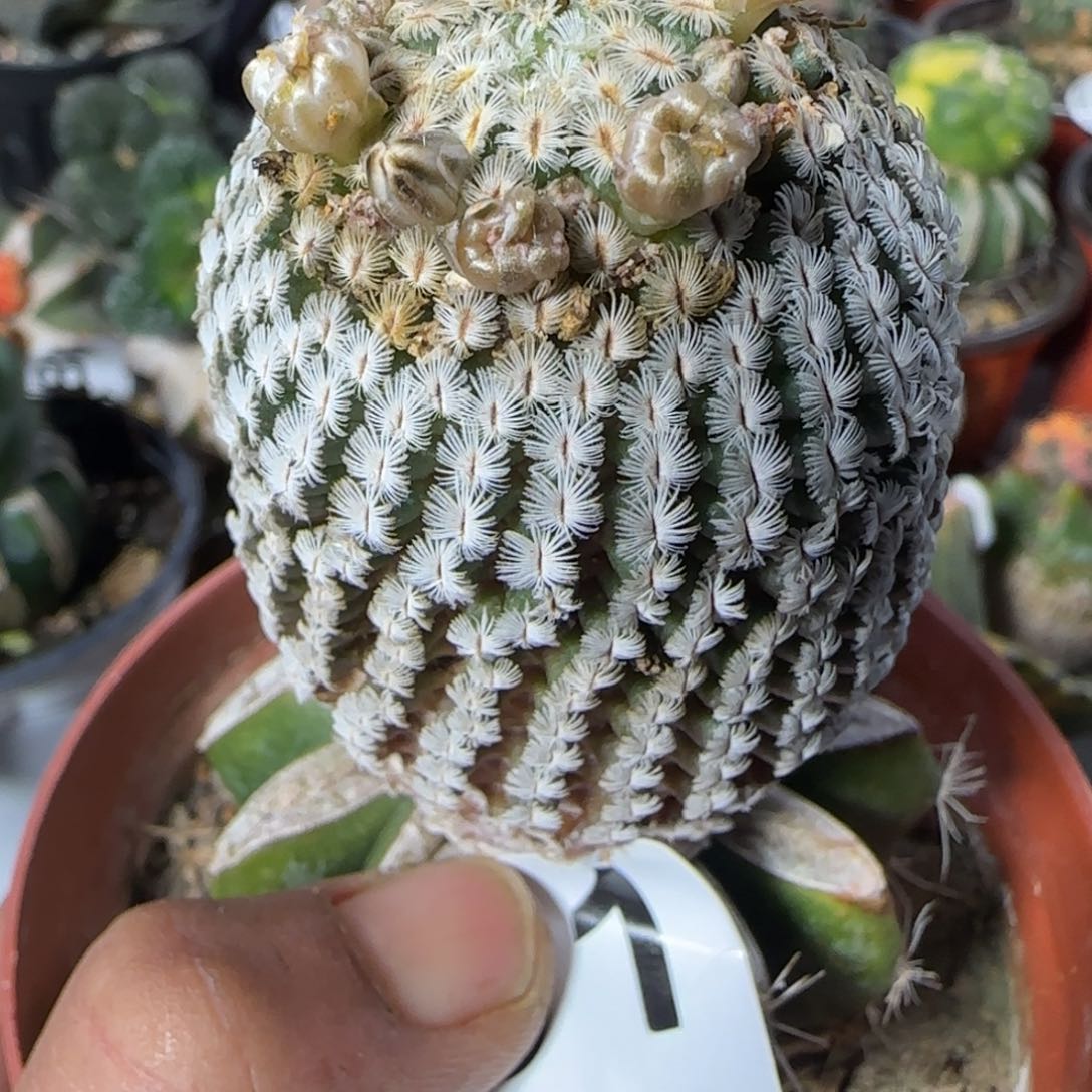 【闪购商品】苗接羽毛球701植物