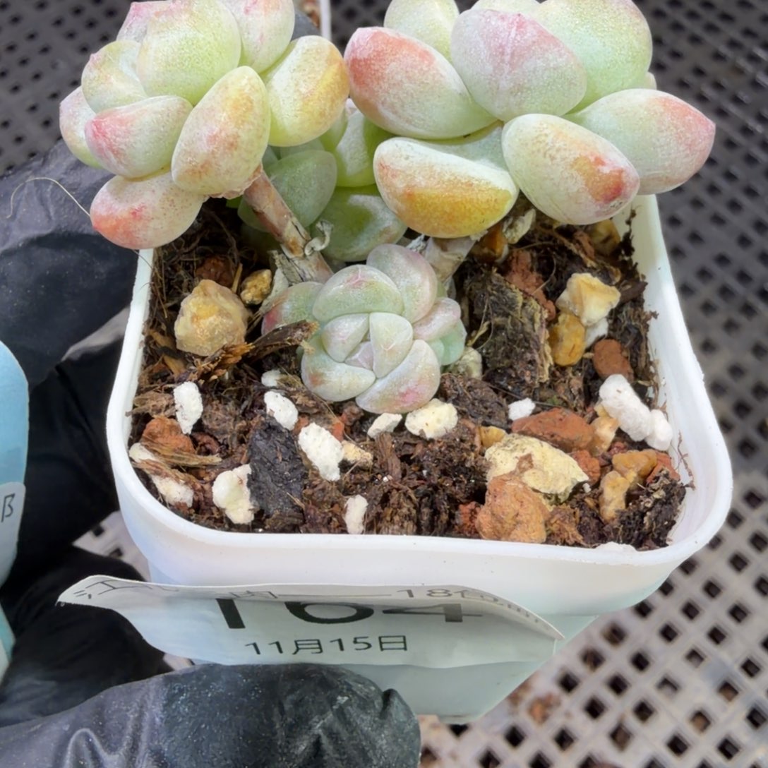 164 号江北多肉到手1框