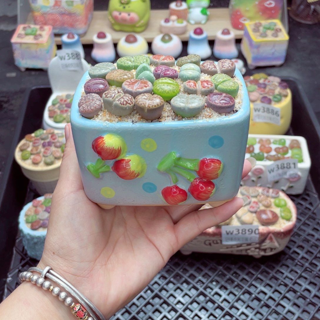 w3891 带盆土发货一物一拍