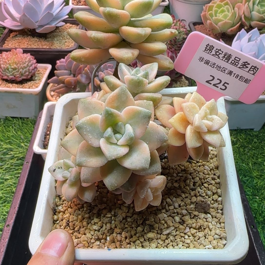 锦安精品多肉编号225