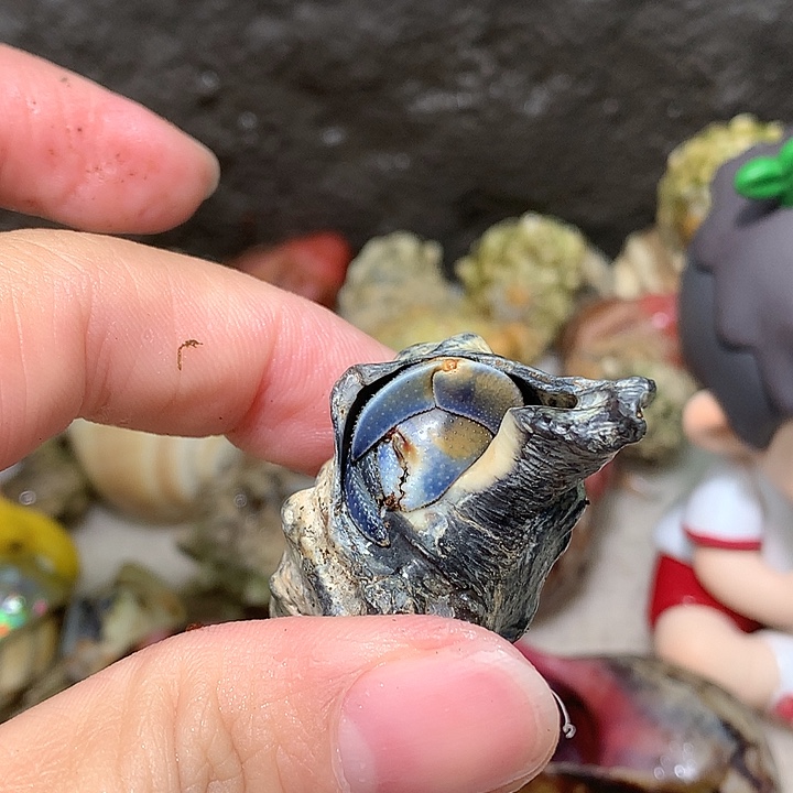 1.5口径奔跑的寄居蟹21号