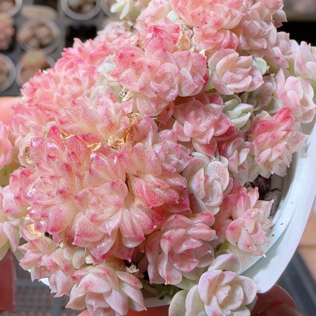 花语多肉1213-23散